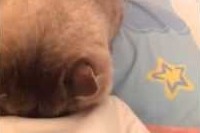 じっと見つめていると思ったら、なんとそのまま寝ちゃうんですね～。