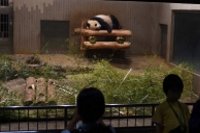 夜に室内で眠るジャイアントパンダ（上野動物園の発表資料より）
