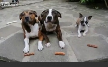 ちゃっかりもののワンコ…驚きの早さでソーセージを奪います!