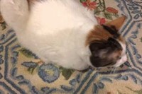 「幸せなら手を叩こう」に合わせて一緒に歌ってくれます!