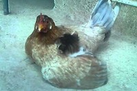 こんなの見たことありません!仔猫がチャボに甘えて寝ています。