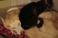 いいベッドみ～つけた!とばかりに、ハスキーをベッドにするネコ。