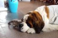 わんこは眠いのに仔猫が顔にじゃれついてきます・・・。