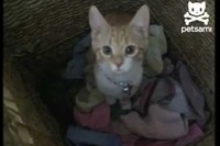 役立っているのかどうかは別として、楽しそうですね・・・笑