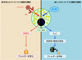 左:マスト細胞は、アレルゲンに結合したIgE抗体の刺激によって脱顆粒をし、ヒスタミンなどの物質を放出して、様々な免疫細胞を活性化し、炎症を起こすことで喘息などのアレルギー疾患を悪化させる。右:マスト細胞は、IL-33の刺激によってIL-2を産生する。IL-2は免疫応答を抑制する制御性T細胞を増やし、この制御性T細胞が喘息などのアレルギー疾患を抑制する。(東京大学の発表資料より) 左:マスト細胞は、アレルゲンに結合したIgE抗体の刺激によって脱顆粒をし、ヒスタミンなどの物質を放出して、様々な免疫細胞を活性化し、炎症を起こすことで喘息などのアレルギー疾患を悪化させる。右:マスト細胞は、IL-33の刺激によってIL-2を産生する。IL-2は免疫応答を抑制する制御性T細胞を増やし、この制御性T細胞が喘息などのアレルギー疾患を抑制する。(東京大学の発表資料より)