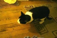 飼い主の下手な演技にカツ!を入れるネコちゃんなのでした!