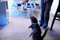 わんこはお手!って感じですが、ネコちゃんはハイタッチなんですね!