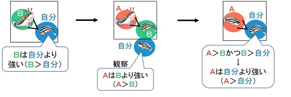 今回の研究で確認された「ジュリドクロミス」の行動。CはAとは直接闘っていないが、Cは、自分より強いBに勝ったAに対して、闘う前に劣位行動を示した。（大阪市立大学の発表資料より）
