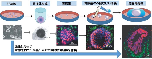 マウスES細胞から胃組織細胞を分化させる培養方法（上）と作製した胃組織（下）
赤：胃組織の上皮細胞、緑：間質細胞（産業技術総合研究所の発表資料より）