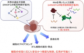 京都大学の遠藤慧研究員、齊藤博英教授らの研究グループが開発した、RNAを細胞に導入することで機能する人工回路の概要を示す図。RNAをヒト細胞に直接導入することで、細胞内で人工回路が形成される。この回路はDNAからの転写制御を基盤とする天然の回路(左)とは異なり、RNAとRNA結合タンパク質の相互作用による転写後制御を基盤とする(右)。RNAは遺伝子を傷つける可能性が低く安全性が高い上に、精密に細胞内の状態を検知し、その運命をコントロールできる。(京都大学の発表資料より) 京都大学の遠藤慧研究員、齊藤博英教授らの研究グループが開発した、RNAを細胞に導入することで機能する人工回路の概要を示す図。RNAをヒト細胞に直接導入することで、細胞内で人工回路が形成される。この回路はDNAからの転写制御を基盤とする天然の回路(左)とは異なり、RNAとRNA結合タンパク質の相互作用による転写後制御を基盤とする(右)。RNAは遺伝子を傷つける可能性が低く安全性が高い上に、精密に細胞内の状態を検知し、その運命をコントロールできる。(京都大学の発表資料より)