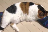 スリッパに顔を完全にうずめて寝ちゃうネコちゃん!
