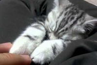 え?と思うほどの速さで突然寝落ちしちゃいます!!