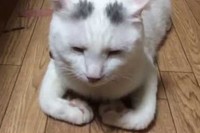 手足が長すぎるせいかこんな座り方をするそうです!
