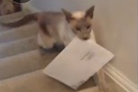 なんて賢いんでしょう～!まるで自分の仕事と思っているようですね。