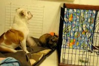猫ちゃんと仲良くしたくてスリスリしているわんこですが・・・。
