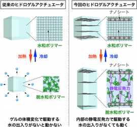 従来のヒドロゲルアクチュエータと今回開発されたヒドロゲルアクチュエータの動作原理の比較。従来のものは、個々のポリマー鎖が脱水和・水和した後に網目全体が収縮・膨潤し、体積変化を起こすことにより動作する。一方、今回開発されたものは、ポリマーの脱水和・水和と同時に系内の誘電率が変化し、ナノシート間の静電反発力が増減することにより動作する。（理化学研究所の発表資料より）