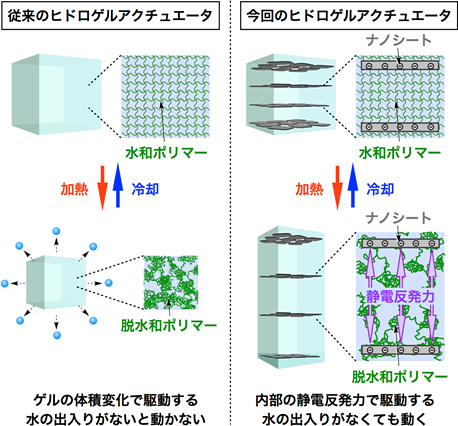 従来のヒドロゲルアクチュエータと今回開発されたヒドロゲルアクチュエータの動作原理の比較。従来のものは、個々のポリマー鎖が脱水和・水和した後に網目全体が収縮・膨潤し、体積変化を起こすことにより動作する。一方、今回開発されたものは、ポリマーの脱水和・水和と同時に系内の誘電率が変化し、ナノシート間の静電反発力が増減することにより動作する。（理化学研究所の発表資料より）