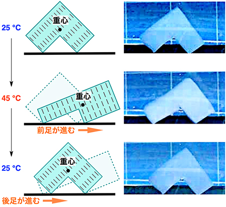 特別な外部環境に頼ることなく、一方向に歩き続けるヒドロゲルアクチュエータ。ナノシートを斜めに埋め込んだヒドロゲルアクチュエータをL字型に切り取る(上段)。これを45℃に加熱すると、ヒドロゲルアクチュエータはナノシート面間隔を広げる方向に伸長し、前足を前方に進めるとともに、重心を前方に移す(中段)。これを25℃に冷却すると、ヒドロゲルアクチュエータはナノシート面間隔を狭める方向に収縮し、後ろ足を前方に引き寄せながら、重心を元の位置に戻す(下段)。この動きを繰り返し、ヒドロゲルアクチュエータは一方向に歩き続ける。(理化学研究所の発表資料より) 特別な外部環境に頼ることなく、一方向に歩き続けるヒドロゲルアクチュエータ。ナノシートを斜めに埋め込んだヒドロゲルアクチュエータをL字型に切り取る(上段)。これを45℃に加熱すると、ヒドロゲルアクチュエータはナノシート面間隔を広げる方向に伸長し、前足を前方に進めるとともに、重心を前方に移す(中段)。これを25℃に冷却すると、ヒドロゲルアクチュエータはナノシート面間隔を狭める方向に収縮し、後ろ足を前方に引き寄せながら、重心を元の位置に戻す(下段)。この動きを繰り返し、ヒドロゲルアクチュエータは一方向に歩き続ける。(理化学研究所の発表資料より)