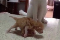 小さい仔猫たちを前にどうしたらいいの!?と体全身で表現してます!