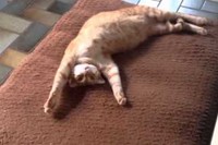 隣でわんこが見てますが、いやぁ～のびのびしてますね～。