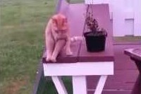 最初は普通に猫座りしている猫ちゃんなのですが、よっこらしょと!?