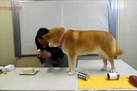 テンポよく料理のじゃまをしていくわんこの邪魔されクッキング!