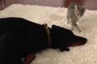 仔猫が果敢に攻めてくるのを好きにやらせてあげる大人のわんこです。