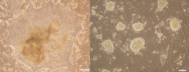 プライムドiPS細胞（左）とナイーブiPS細胞（右）（京都大学の発表資料より）