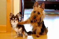 キッチンでうんちを発見!誰がやったのと聞かれたわんこは!?