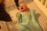 猫を初めてみる赤ちゃんが大喜びしててかわいすぎる!。