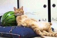 終わりゆく夏をネコとスイカのほのぼの映像で締めくくり!?