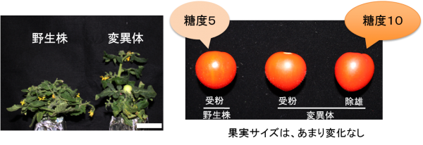 筑波大学の江面浩教授らは高糖度と単為結果性の強いトマトの変異体を選抜し、原因遺伝子同定に成功した。（筑波大学の発表資料より）