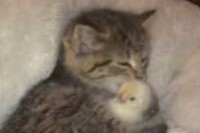 自分もまだちっちゃいのに、ひよこをとっても可愛がる仔猫ちゃん!