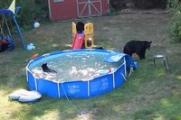 まるでサーカスにいるクマのようですが、野生のクマたちなんです!