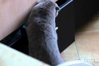 とぉ～っても物語っているこの猫ちゃんの表情にご注目!