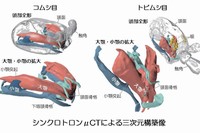 シンクロトロンμCT法で得られたトビムシ目、コムシ目の口器の三次元構築像。（筑波大学の発表資料より）