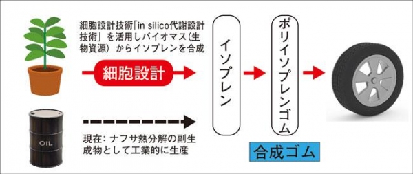 バイオマスを原料とした合成ゴム（ポリイソプレンゴム）生成のイメージ（横浜ゴムの資料より）