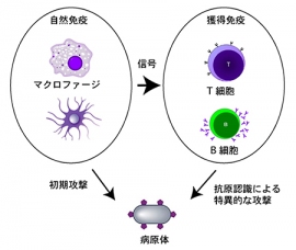 自然免疫と獲得免疫のイメージ。自然免疫は、マクロファージなどにより、病原体に対して初期防御を行う。一方、獲得免疫は、B細胞やT細胞などのリンパ球により、一度侵入した病原体を認識し、排除する。(理化学研究所の発表資料より) 自然免疫と獲得免疫のイメージ。自然免疫は、マクロファージなどにより、病原体に対して初期防御を行う。一方、獲得免疫は、B細胞やT細胞などのリンパ球により、一度侵入した病原体を認識し、排除する。(理化学研究所の発表資料より)