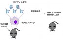 今回の研究成果をまとめた図。自然免疫には記憶が存在し、病原体感染によるエピゲノム変化の持続がそのメカニズムだった。(理化学研究所の発表資料より) 今回の研究成果をまとめた図。自然免疫には記憶が存在し、病原体感染によるエピゲノム変化の持続がそのメカニズムだった。(理化学研究所の発表資料より)