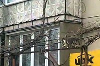 あまりに軽快に動くので仔猫を持っているのに驚きです!