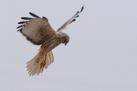 北海道大学は、チュウヒという湿地性の猛禽類の繁殖成功度が高い湿地を保全すれば、その他の小鳥の繁殖成功度の高い地域も保全できることを明らかにした。（写真：北海道大学の発表資料より）