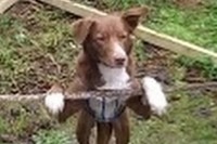 柵のロープにもたれかかったかと思いきや、いきなり芸をやるわんこ。