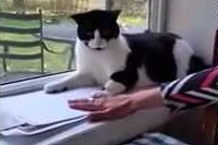 静かになでなでに抵抗するねこちゃんがかわいすぎる!