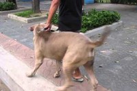 仔猫ちゃんひっくりかえってしまうほど、おおきいわんこでしたね!