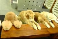 お祈りもして使用した食器も片づけるというお行儀のいいわんこたち!