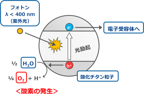 酸化チタンの光触媒反応の概要を示す図。水、酸化チタン、電子受容体、紫外線の4つがそろうと、非生物学的に酸素が発生することが知られている。（自然科学研究機構の発表資料より）