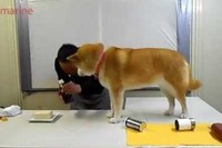 完成度高!こんなアシスタンなら、絶対料理は完成できない～笑!!