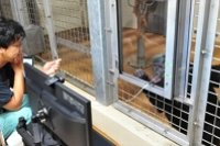 テスト風景：モニターに動画が提示されて、その下に設置されたアイ・トラッカーで視線を記録する（京都大学の発表資料より）