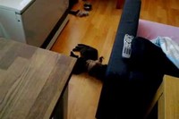 あっという間にぐいぐい引きずっていくわんこ!なっ、なぜ・・