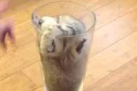 意外にもこの狭い花瓶が結構気に入っている模様です!